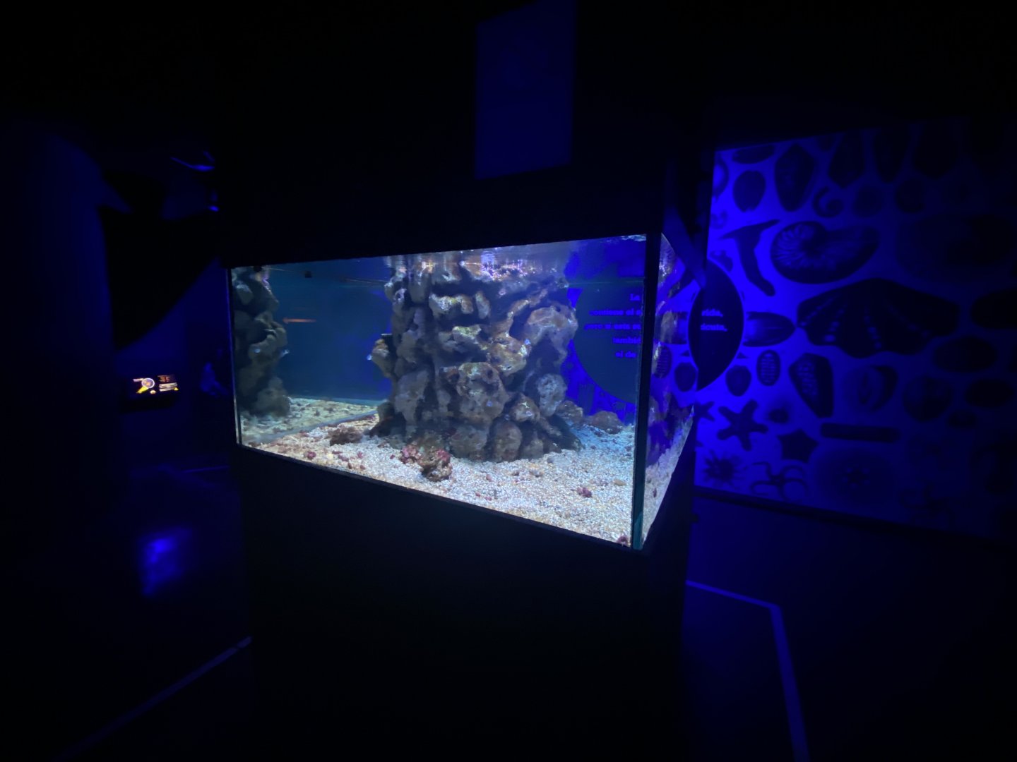 Spotfin lion fish aquarium