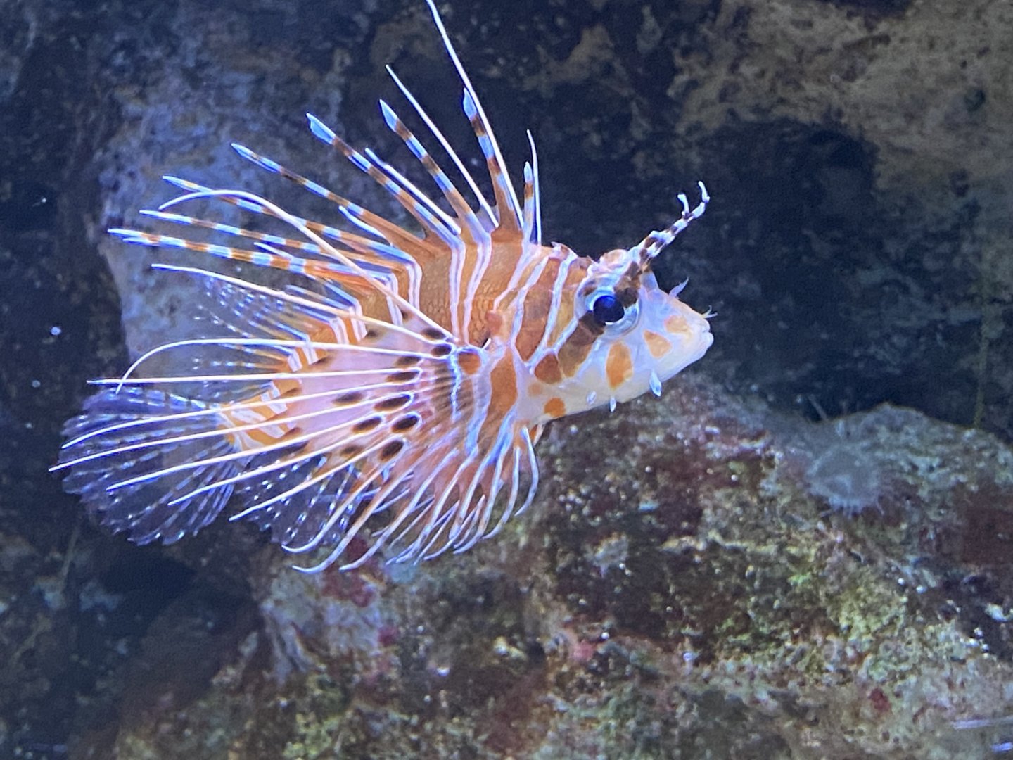 Spotfin lion fish image 2