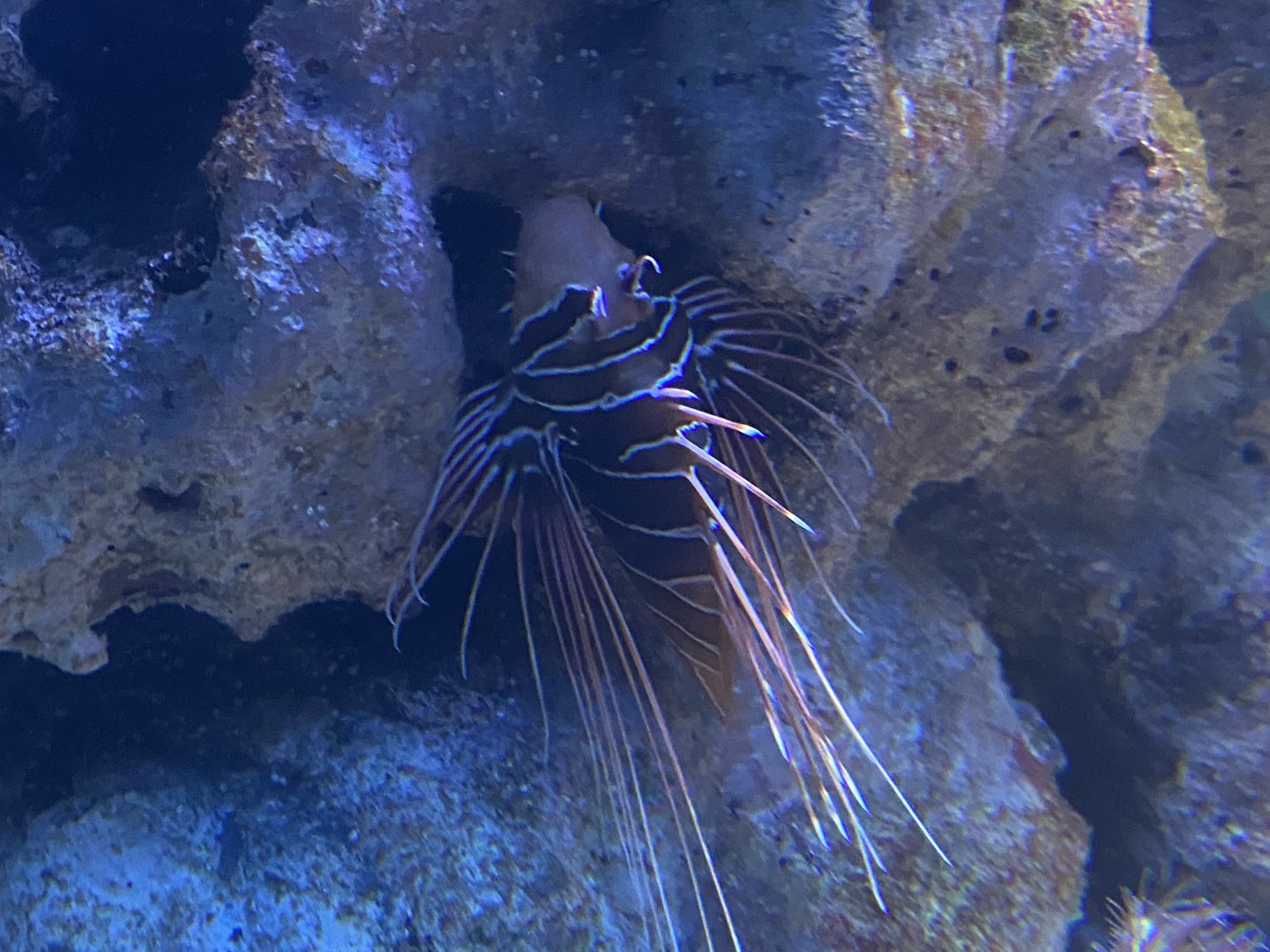 Spotfin lion fish