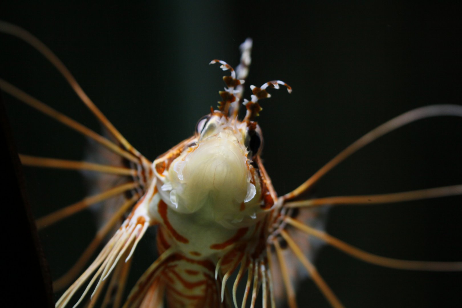 Spotfin lionfish (Pterois antennata)