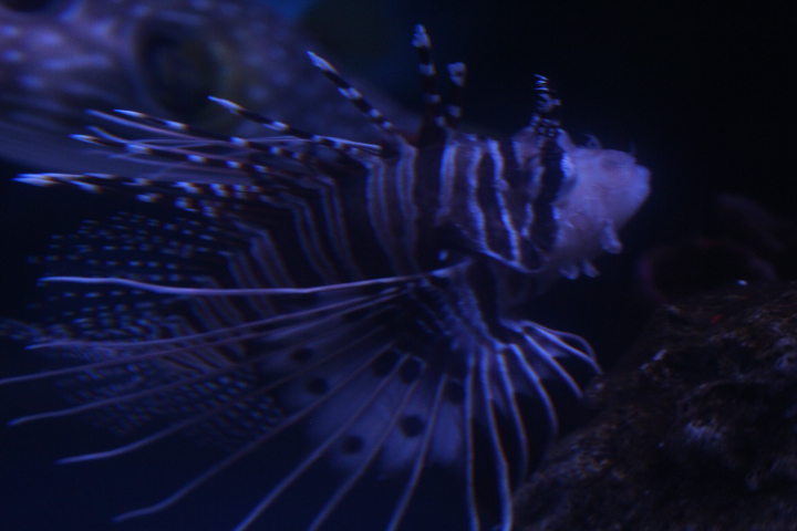Spotfin lionfish (Pterois antennata)
