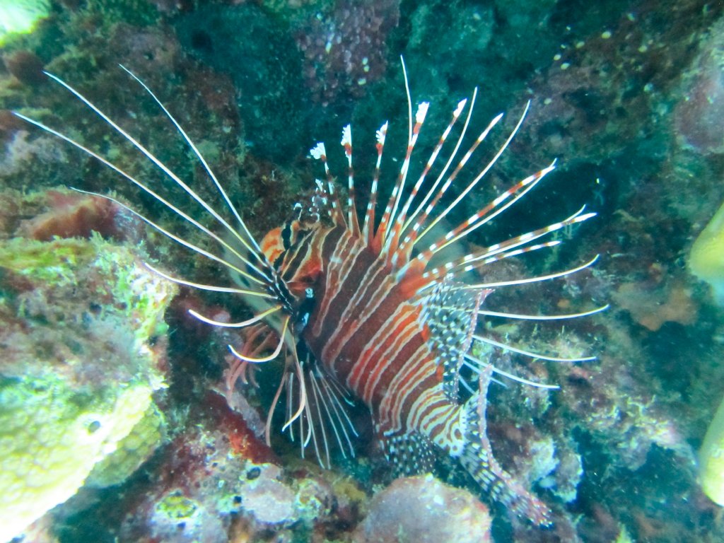 Spotfin Lionfish
