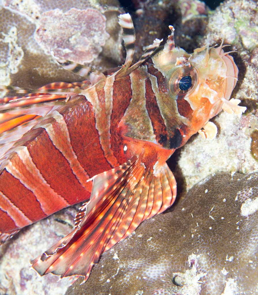 Spotfin Lionfish