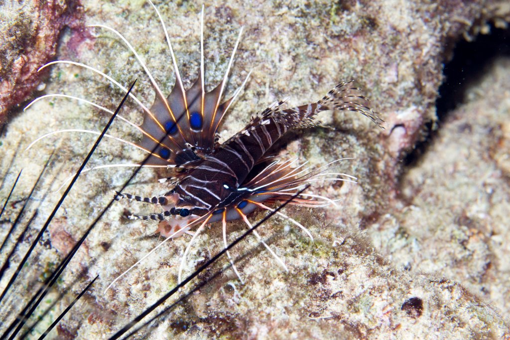 Spotfin Lionfish