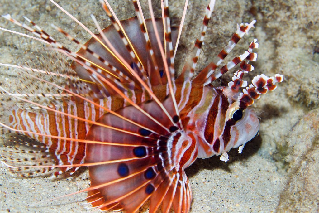 Spotfin Lionfish