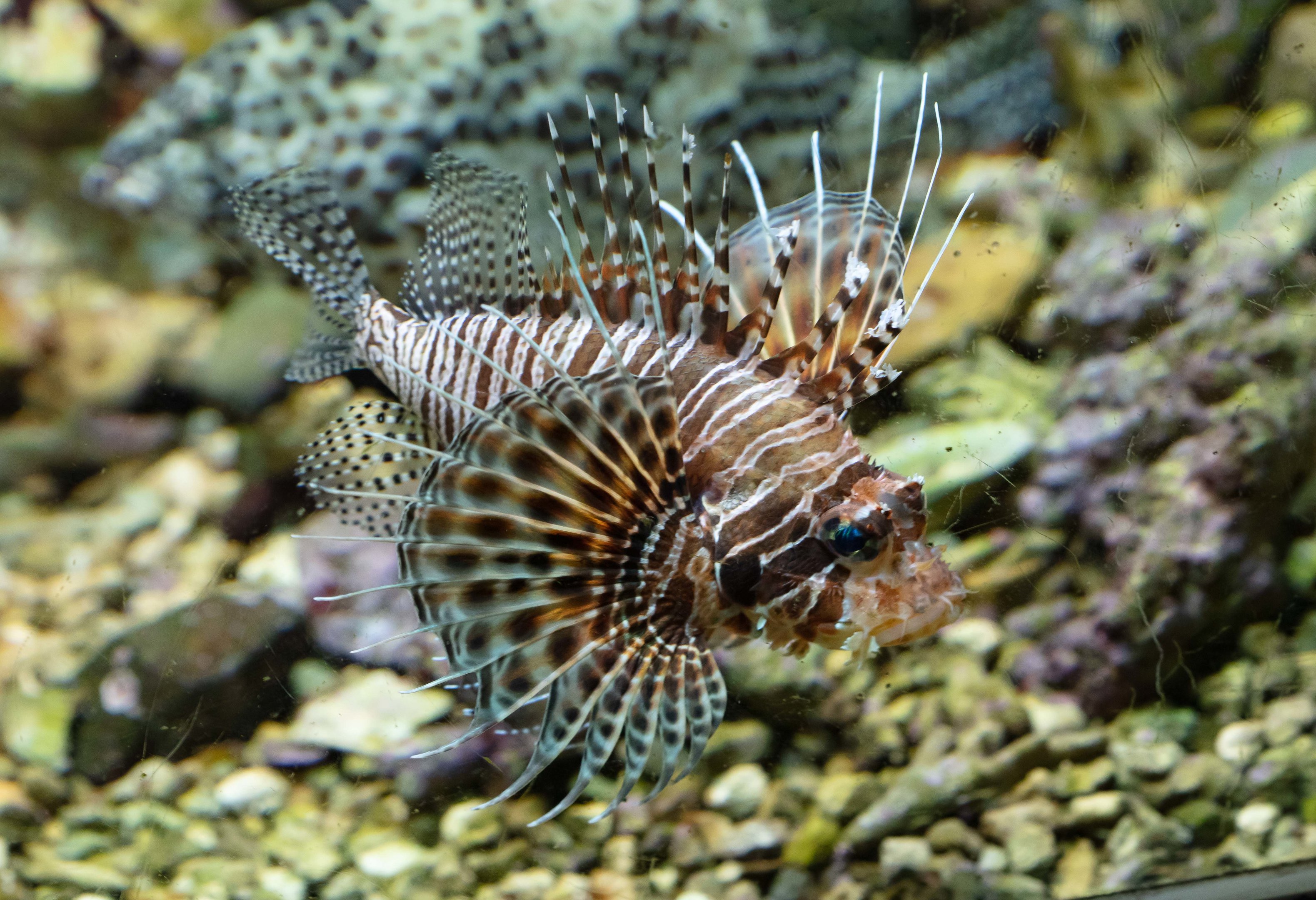Spotfin Lionfish