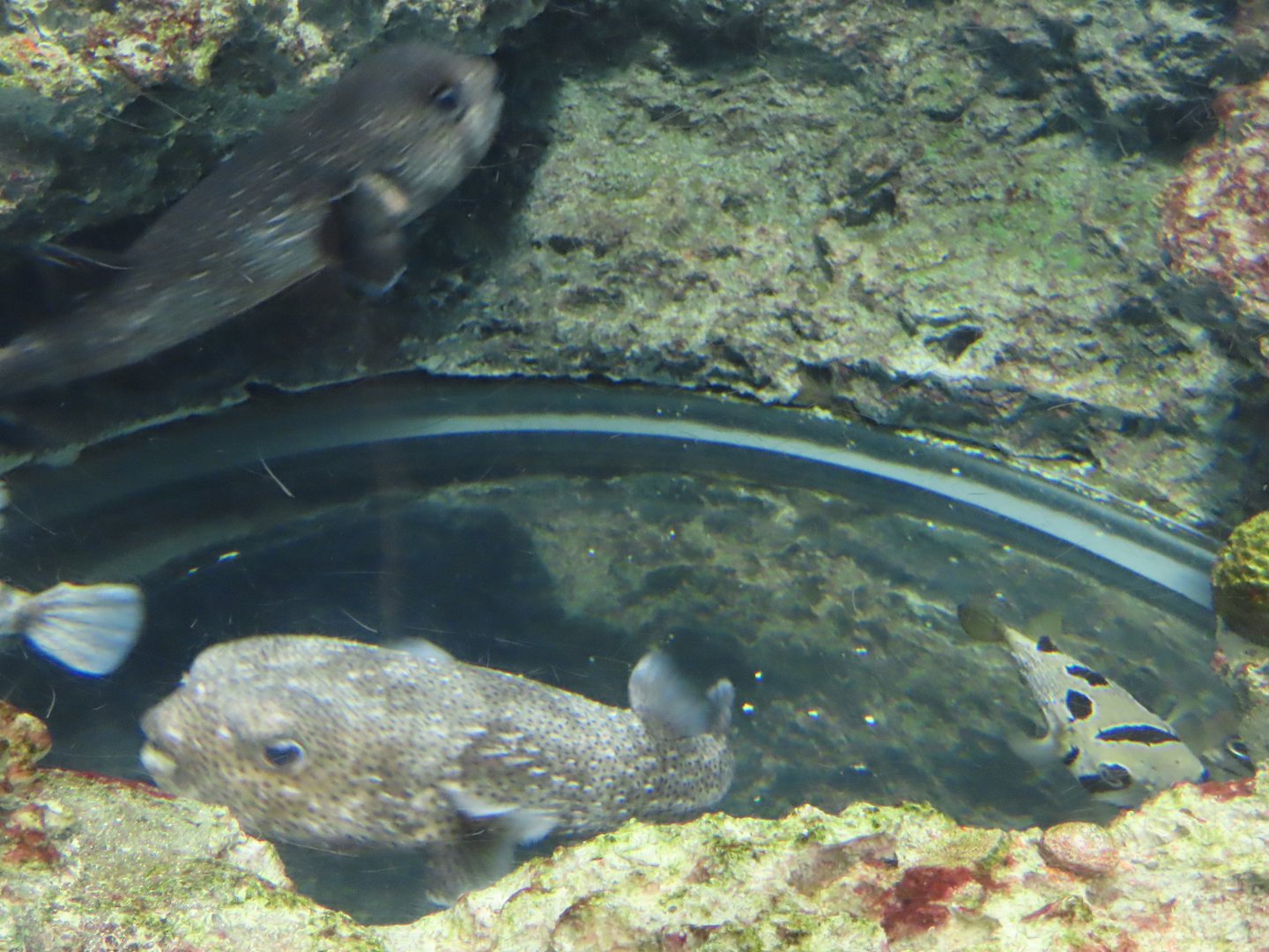 Spotfin porcupinefish(Diodon hystrix) and Black-blotched porcupinefish (Diodon liturosus)