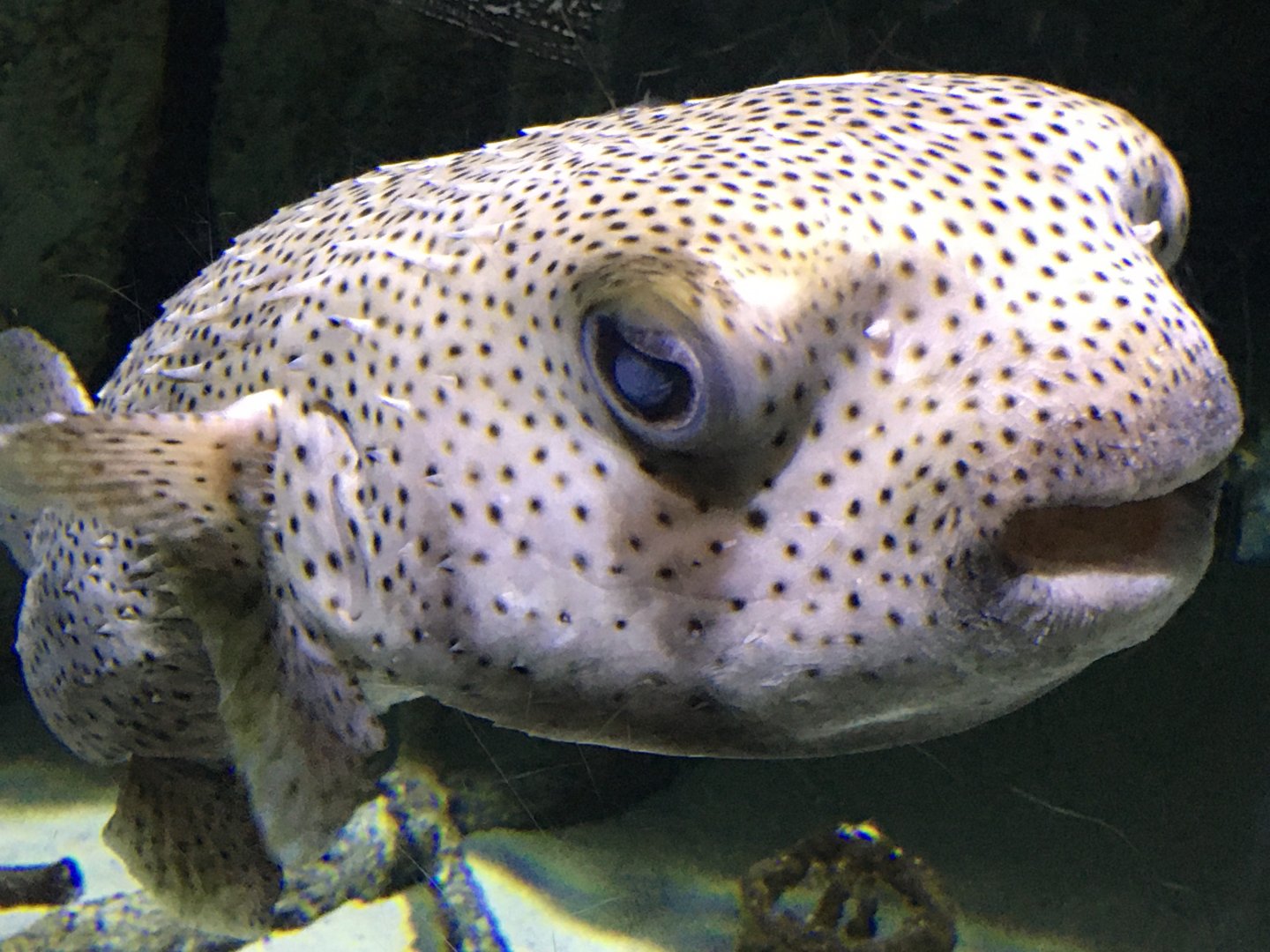 Spotfin Porcupinefish (Diodon hystrix)