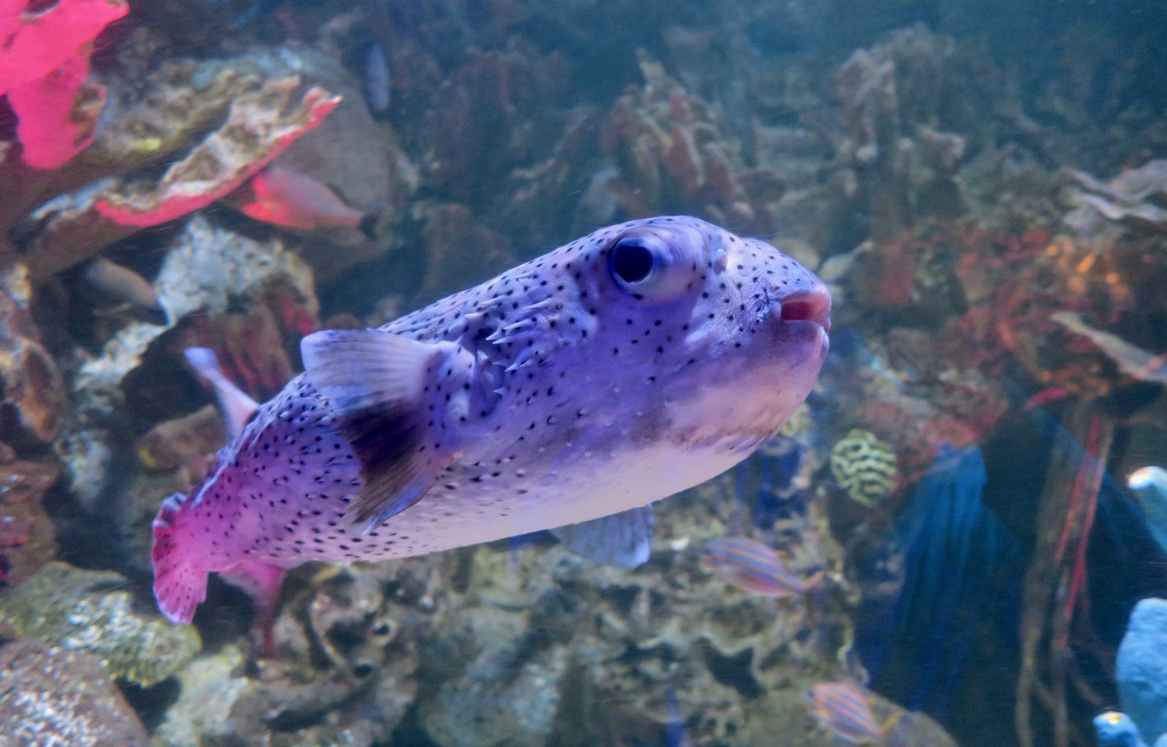 Spotfin Porcupinefish (Diodon hystrix)