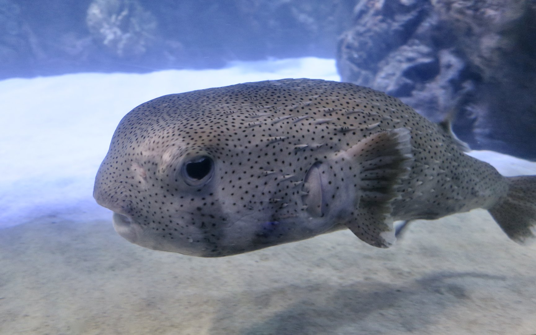 Spotfin Porcupinefish (Diodon hystrix)