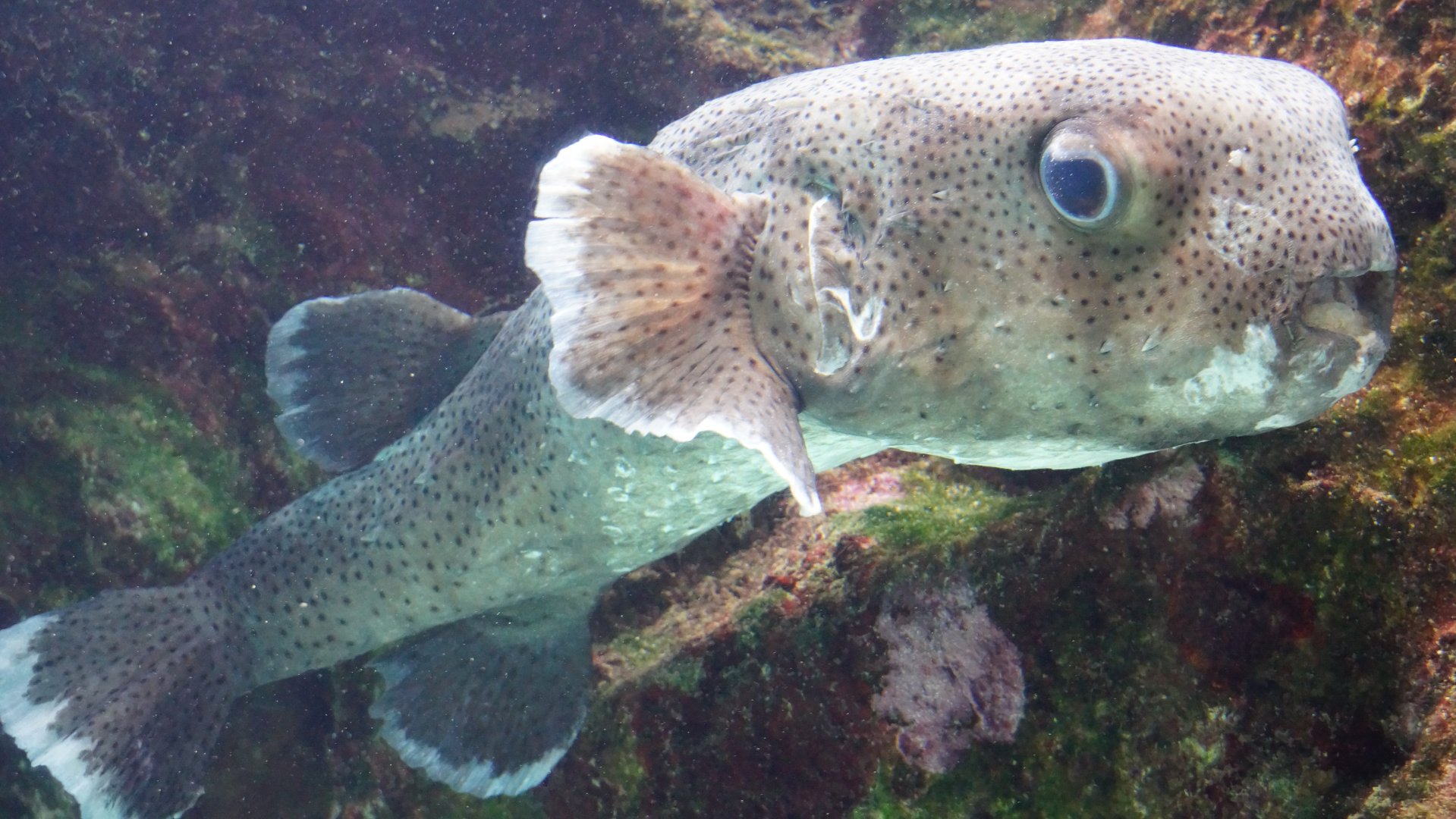 Spotfin Porcupinefish