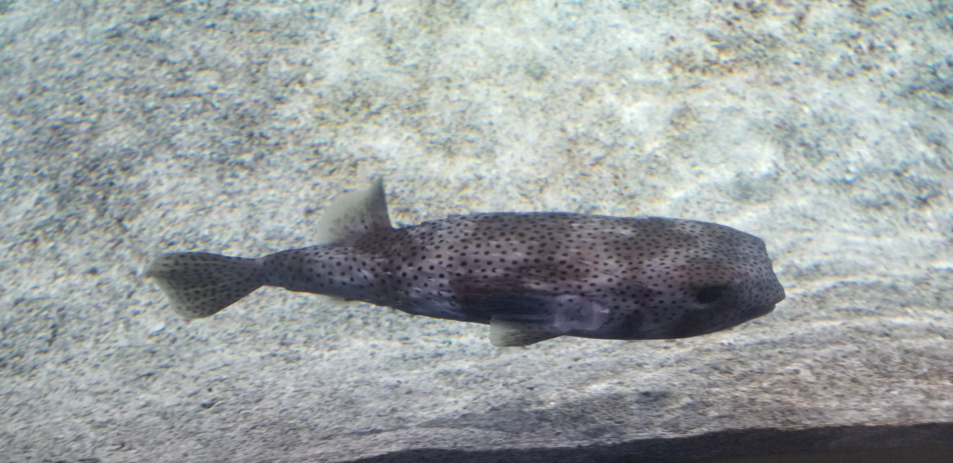 Spotfin Porcupinefish