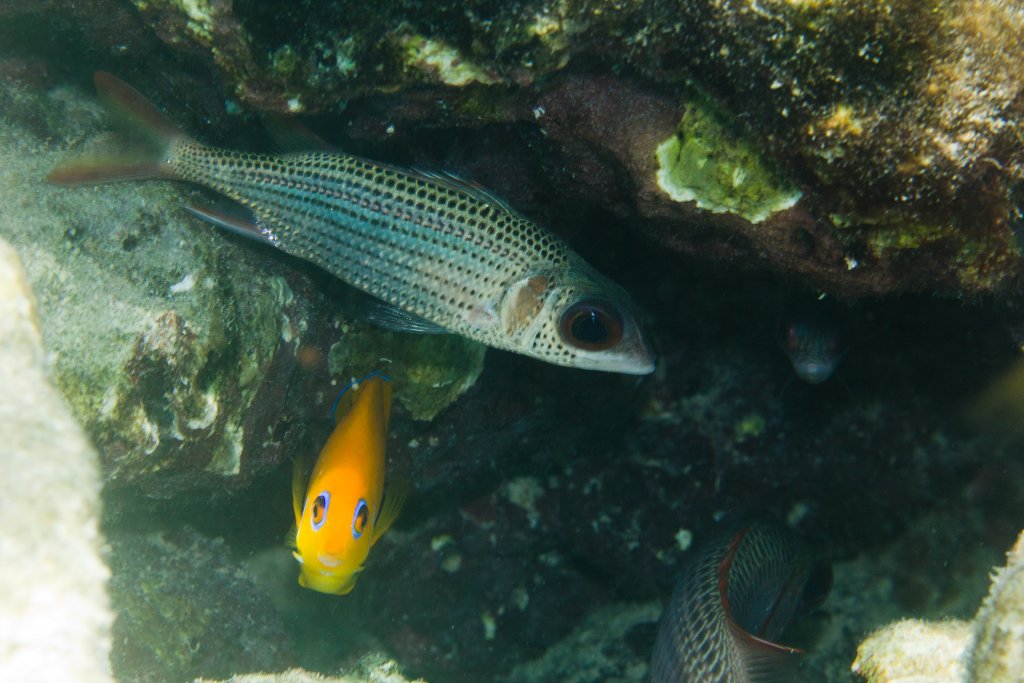 Spotfin Squirrelfish and Lemonpeel Angelfish