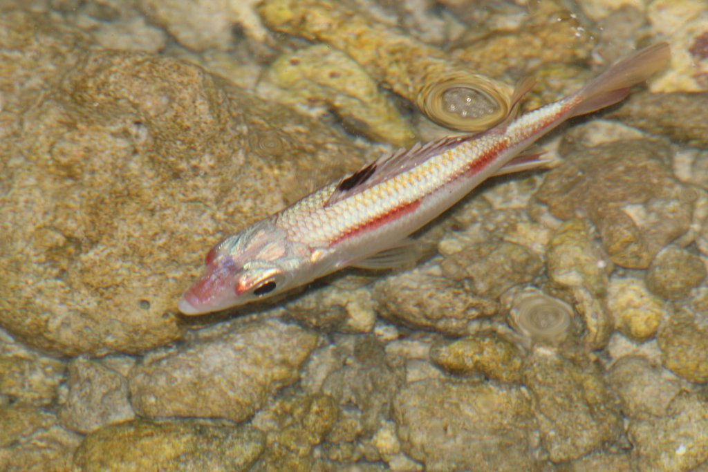 Spotfin Squirrelfish (Neoniphon sammara) in its pyjamas