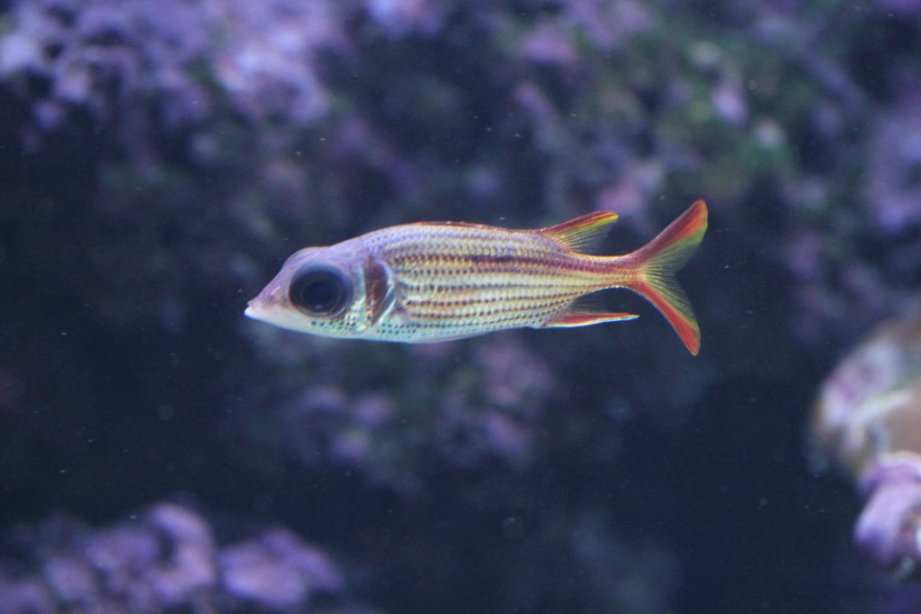 Spotfin Squirrelfish (Neoniphon sammara)