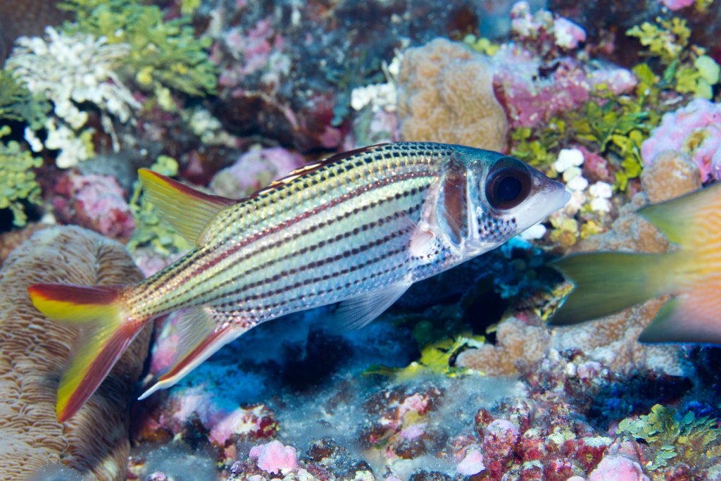 Spotfin Squirrelfish (Neoniphon sammara)