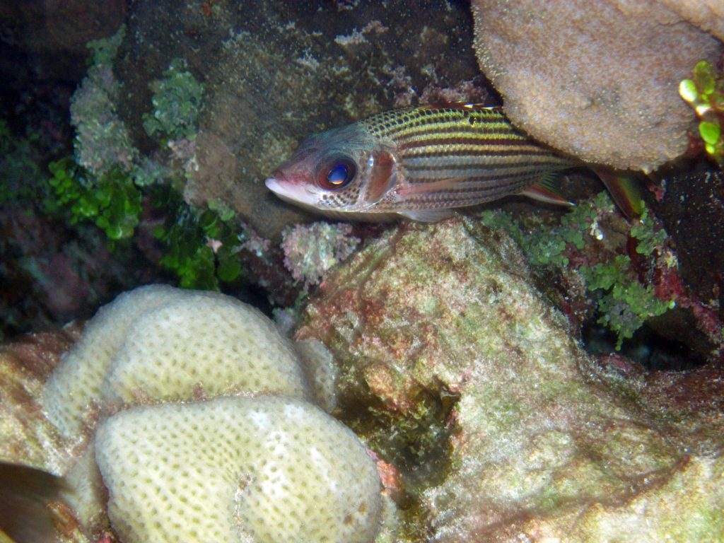 Spotfin Squirrelfish