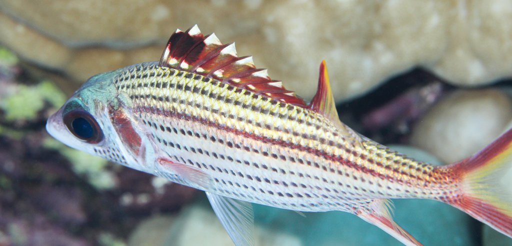 Spotfin Squirrelfish