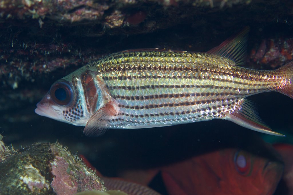 Spotfin Squirrelfish