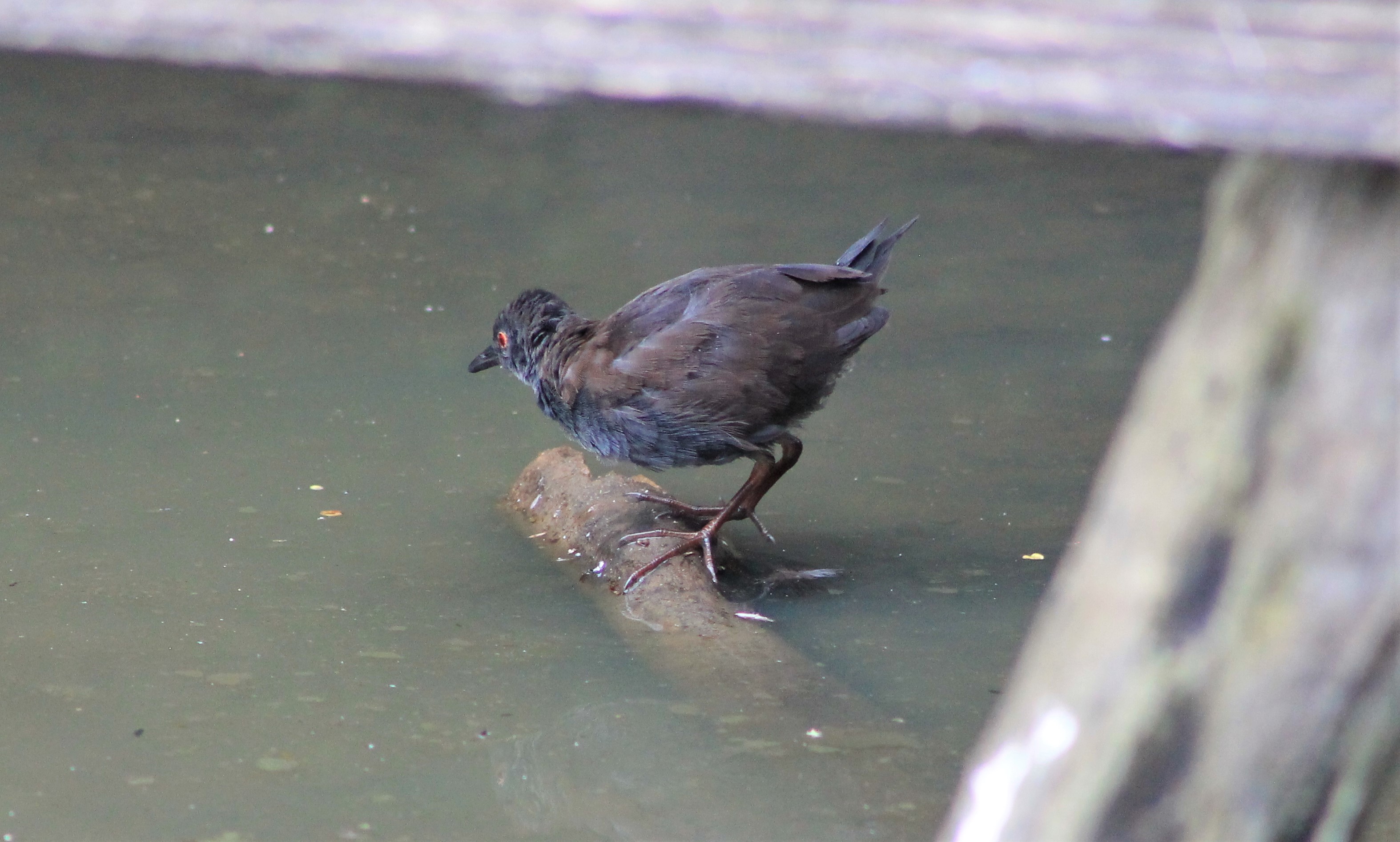 Spotless Crake (Zapornia tabuensis)