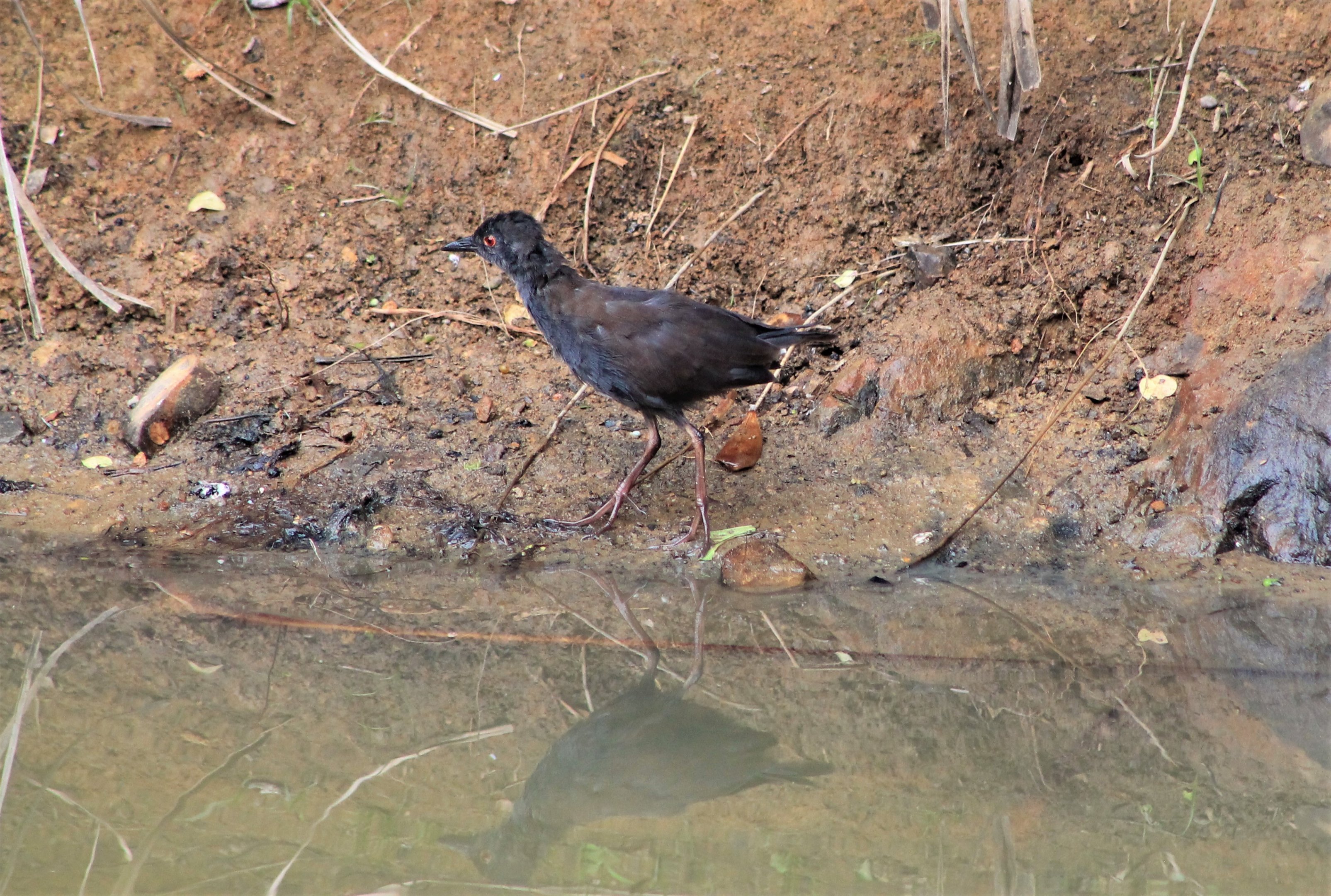 Spotless Crake (Zapornia tabuensis)