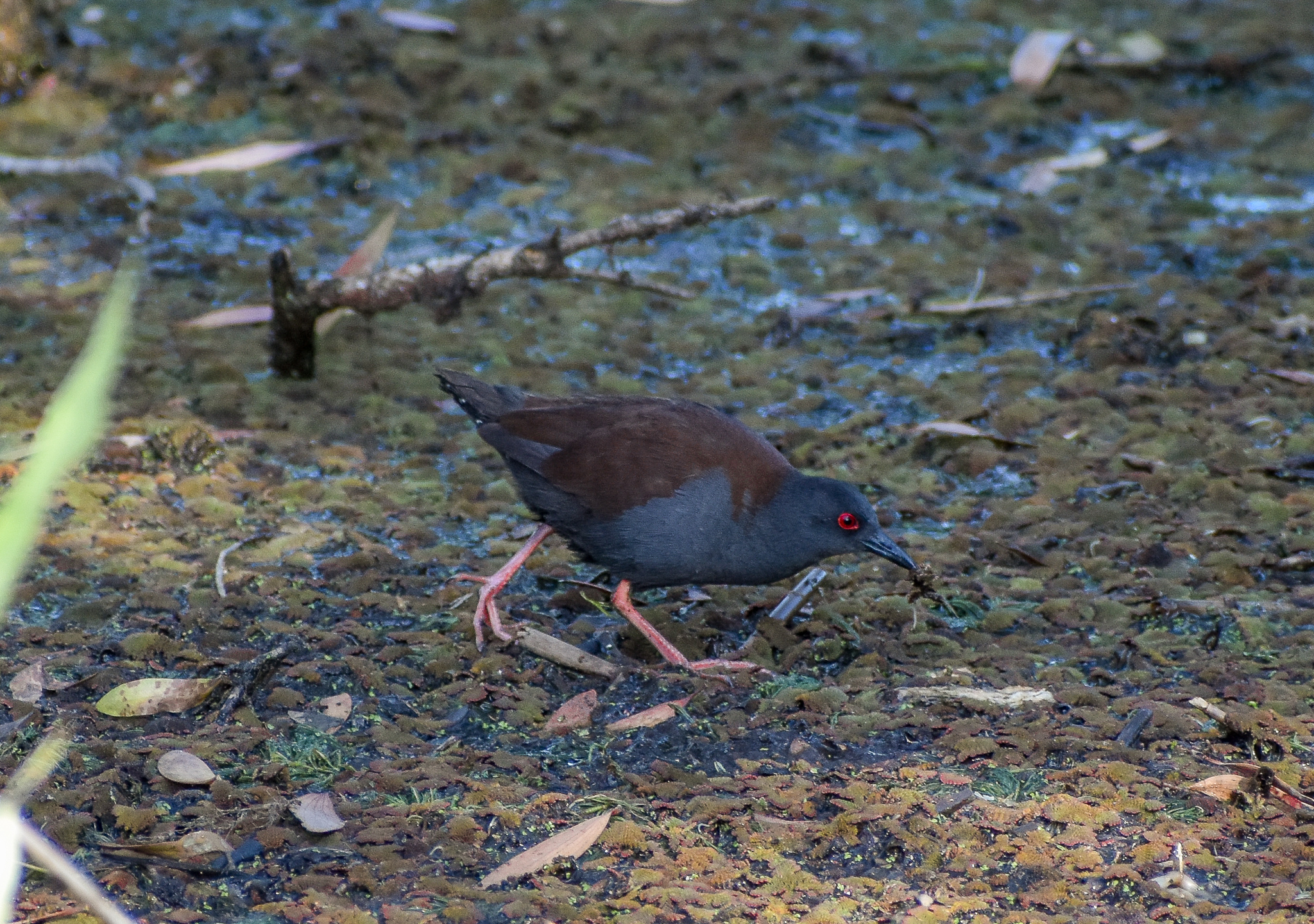 Spotless Crake