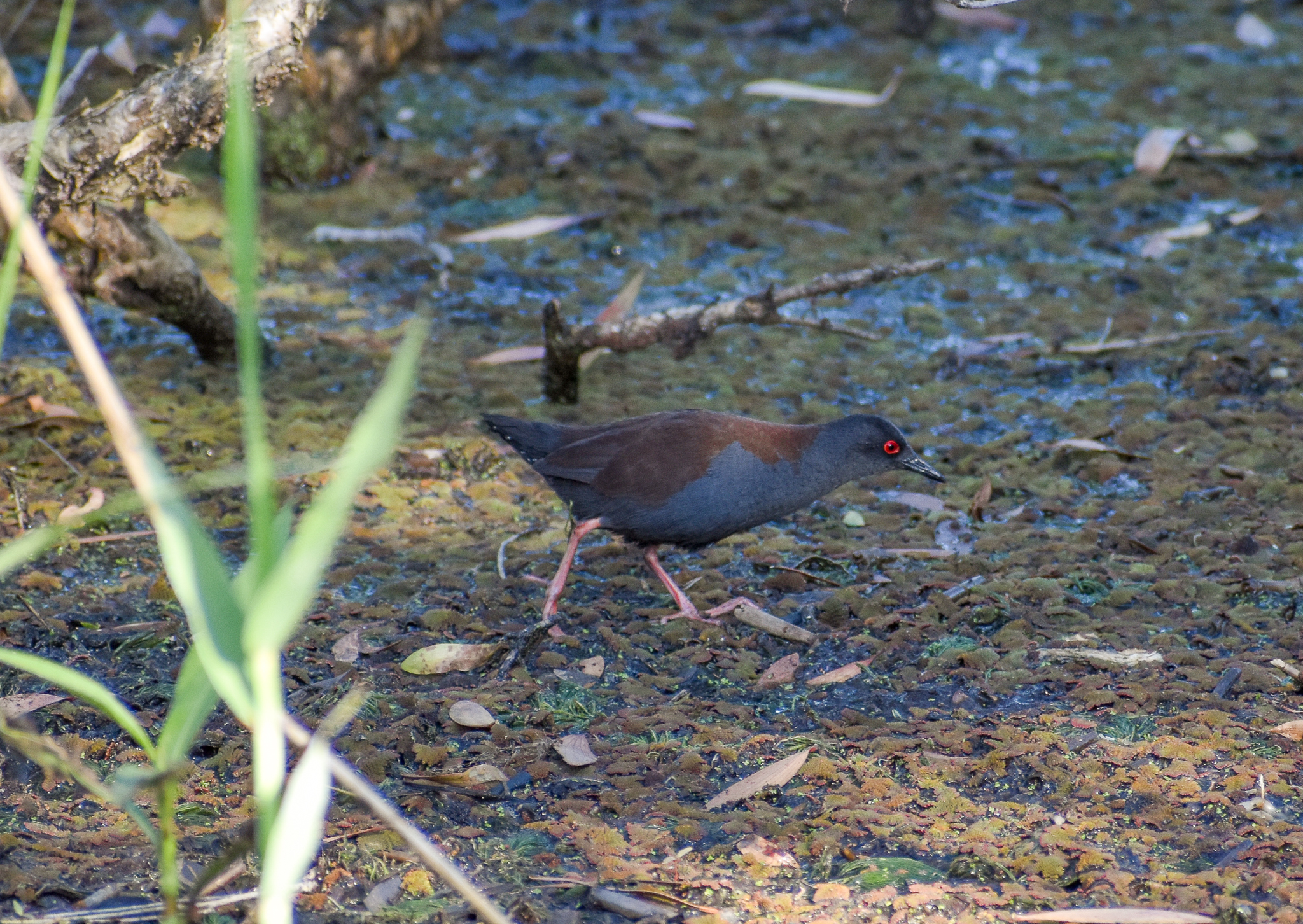 Spotless Crake