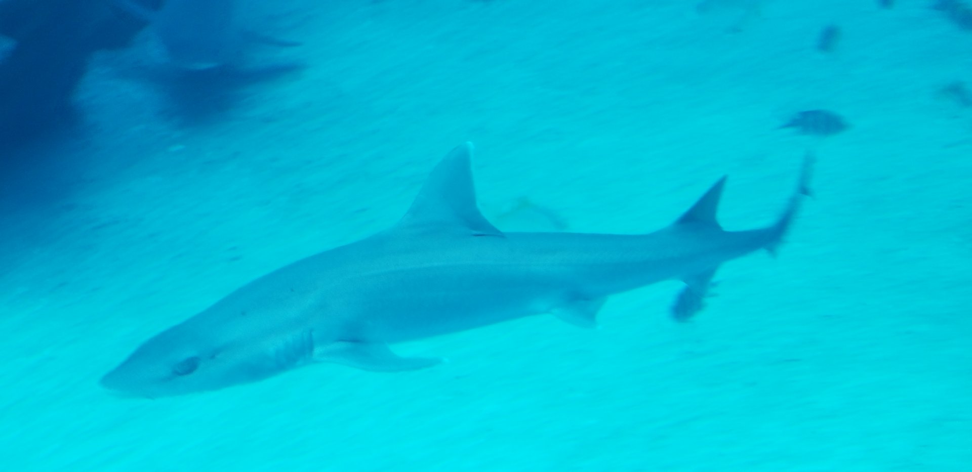 Spotless Smooth-hound