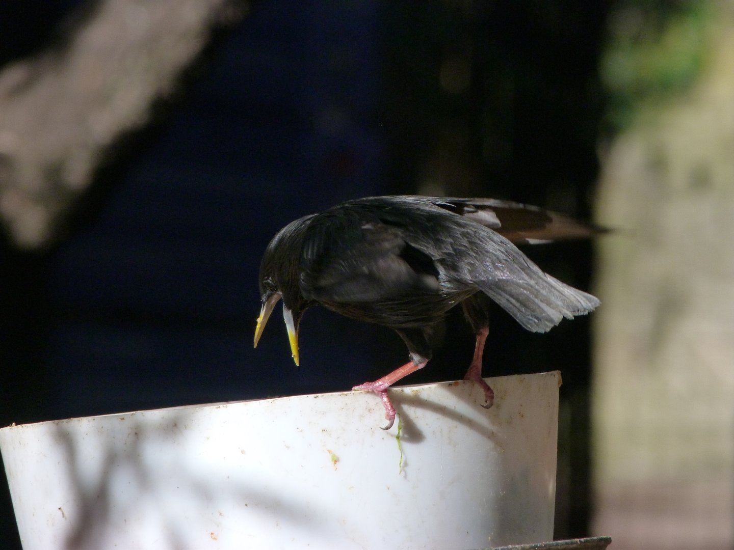 Spotless starling -Faunia (2025)