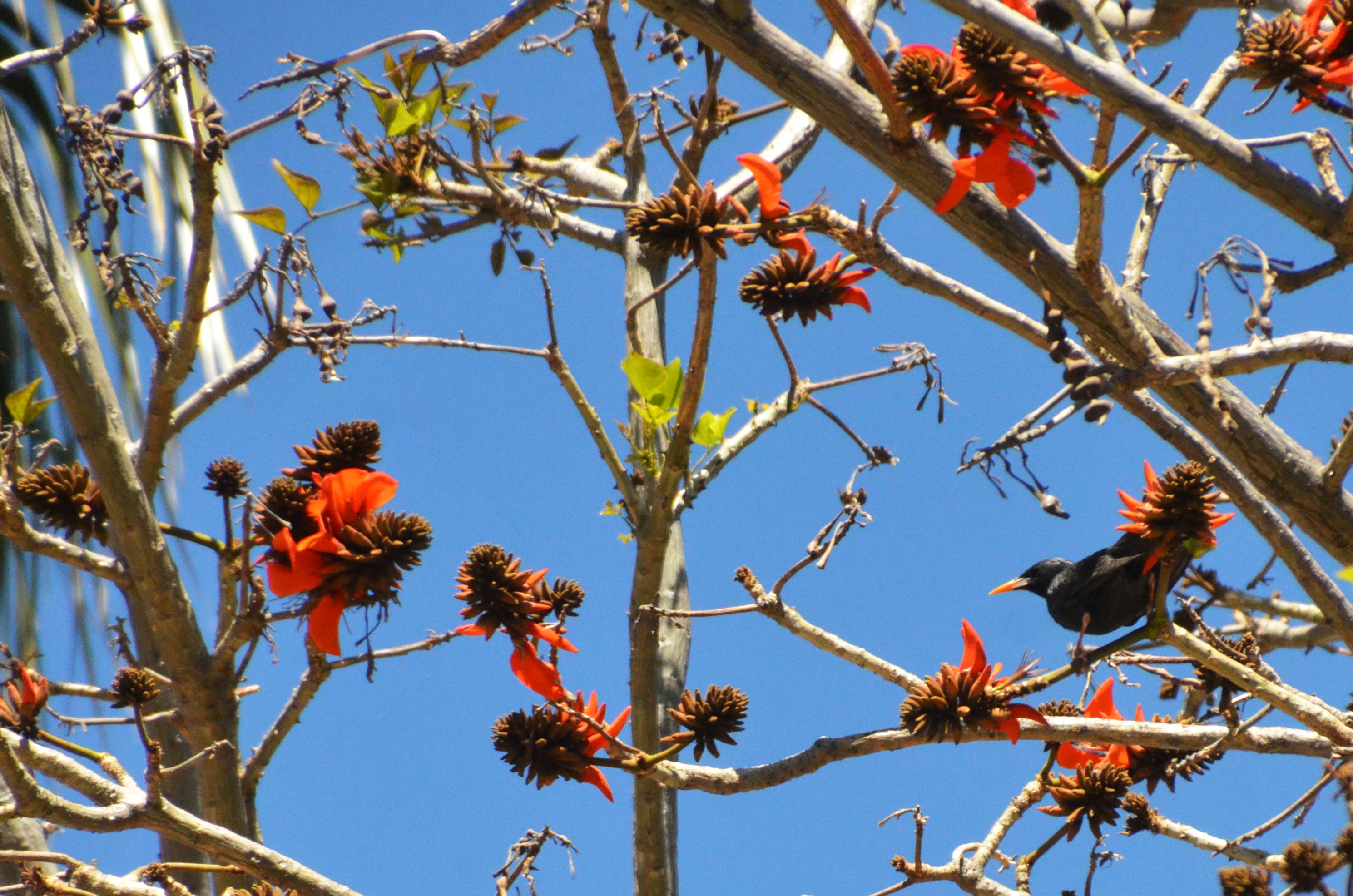Spotless Starling in Malaga, 15/03/19