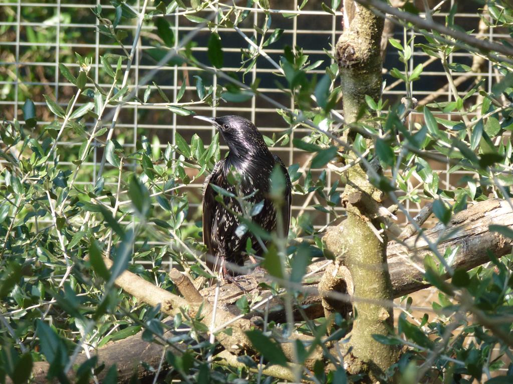 Spotless starling, July 2013.