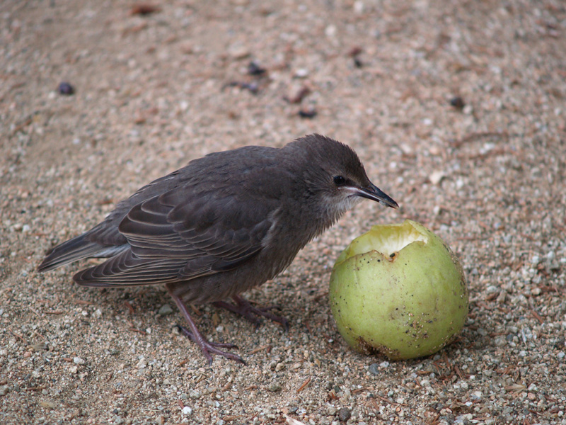 Spotless Starling "stealing" the prairie dogs food