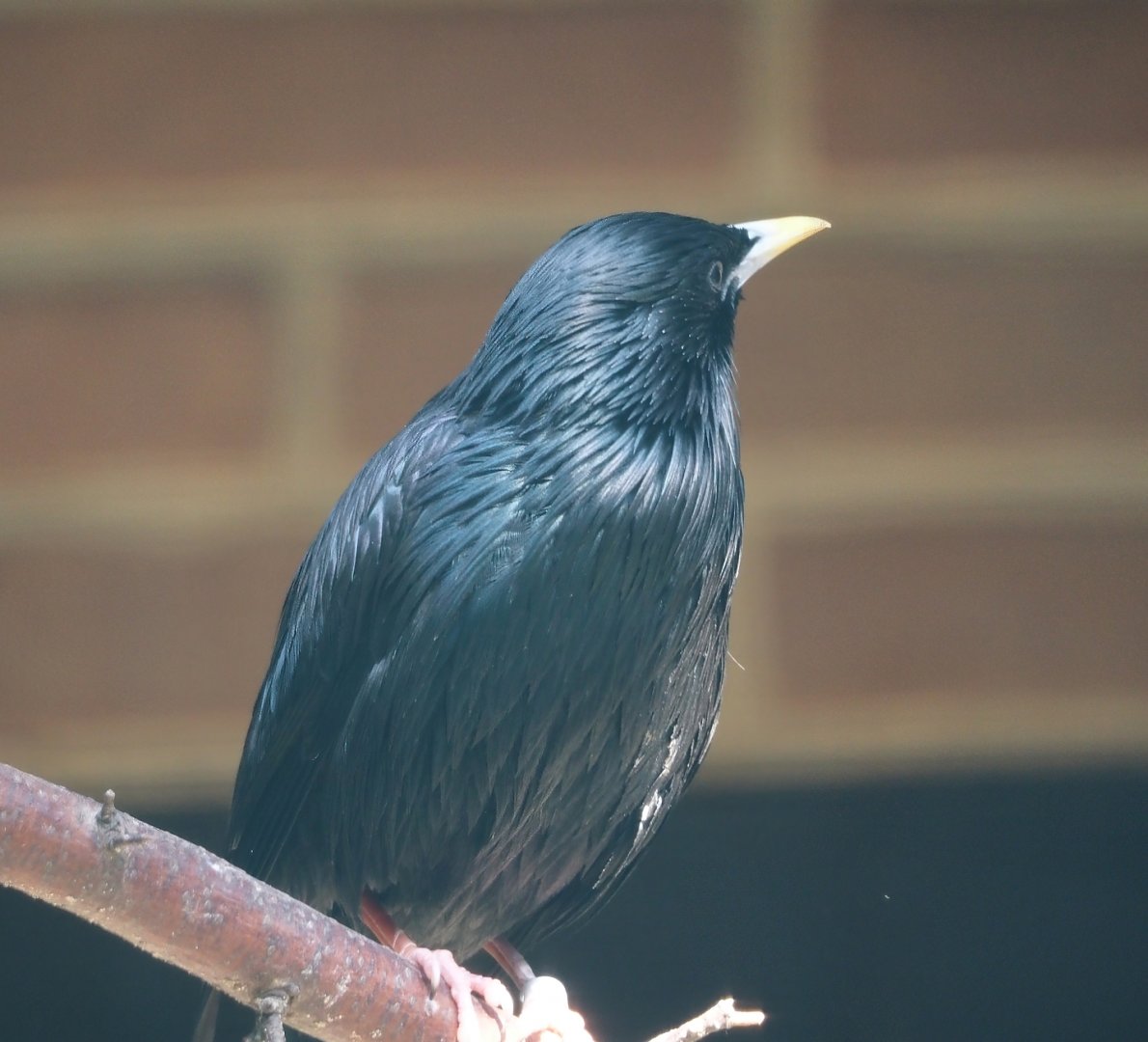Spotless starling (Sturnus unicolor), 2024-05-24