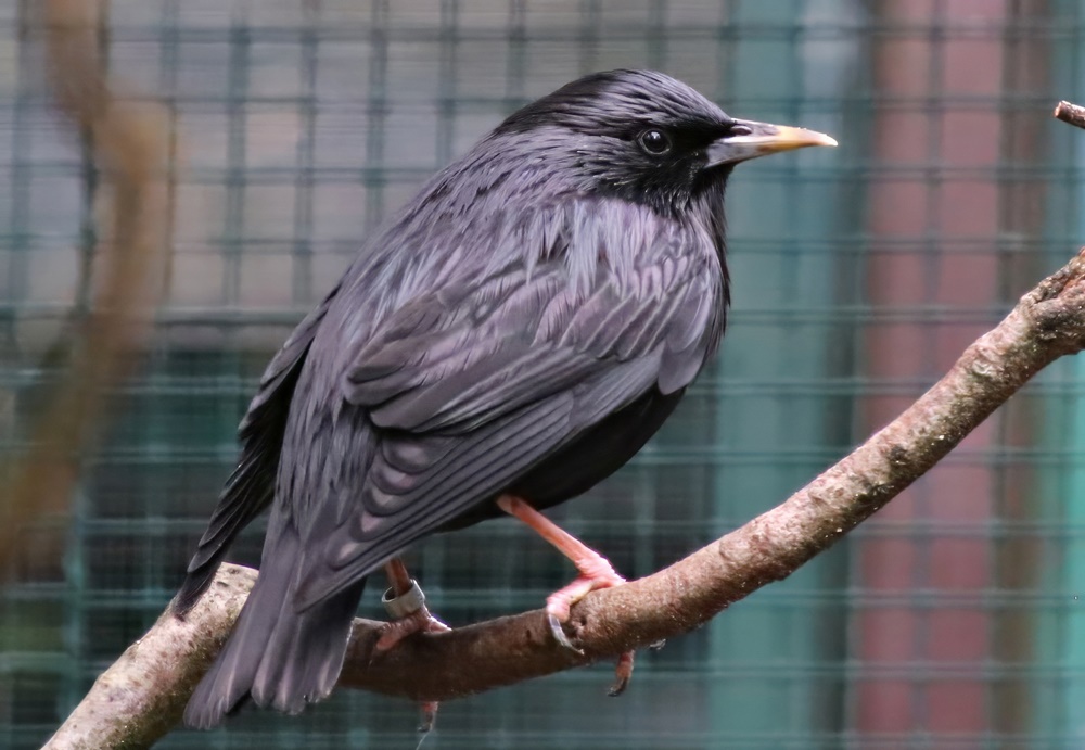 Spotless starling (Sturnus unicolor)