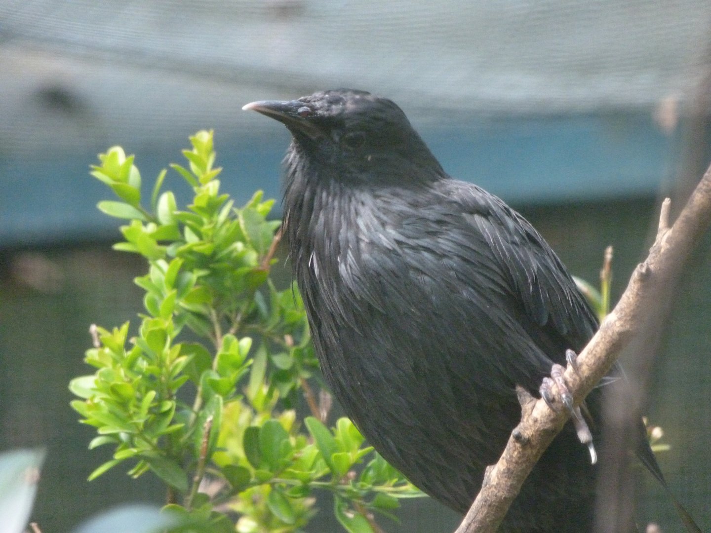 Spotless starling -Zoo Plzeň (2025)