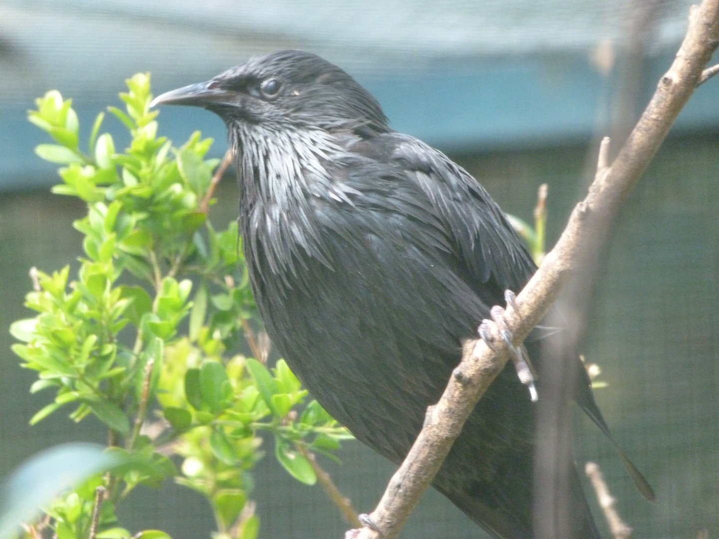 Spotless starling -Zoo Plzeň (2025)