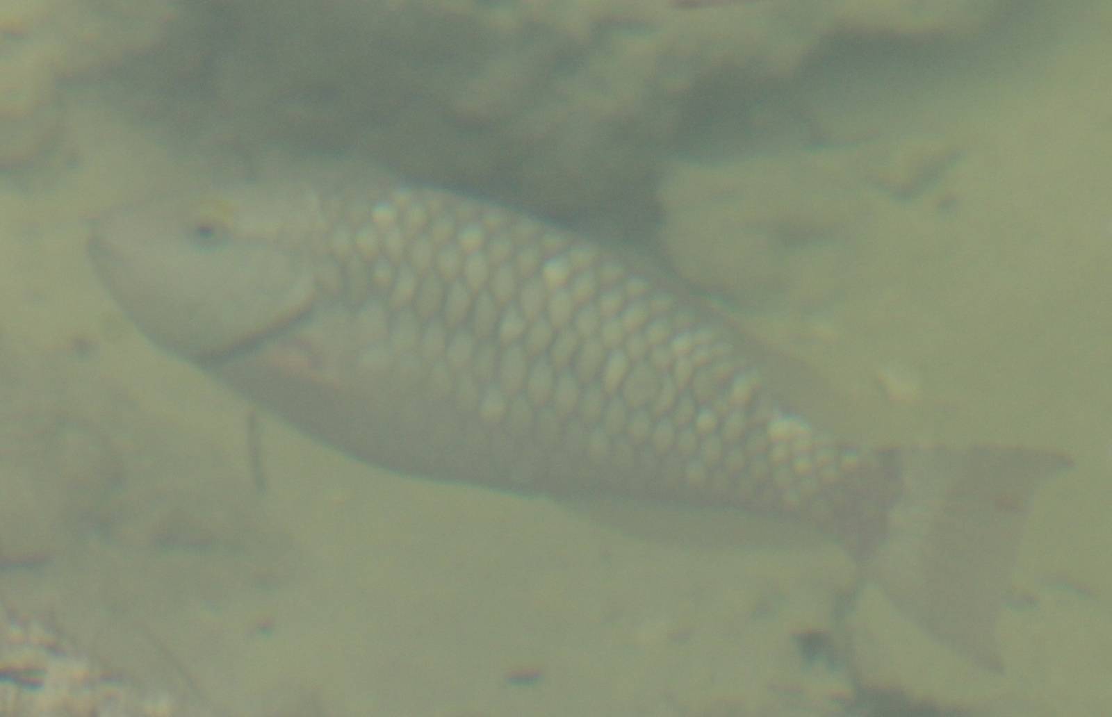 Spotlight parrotfish