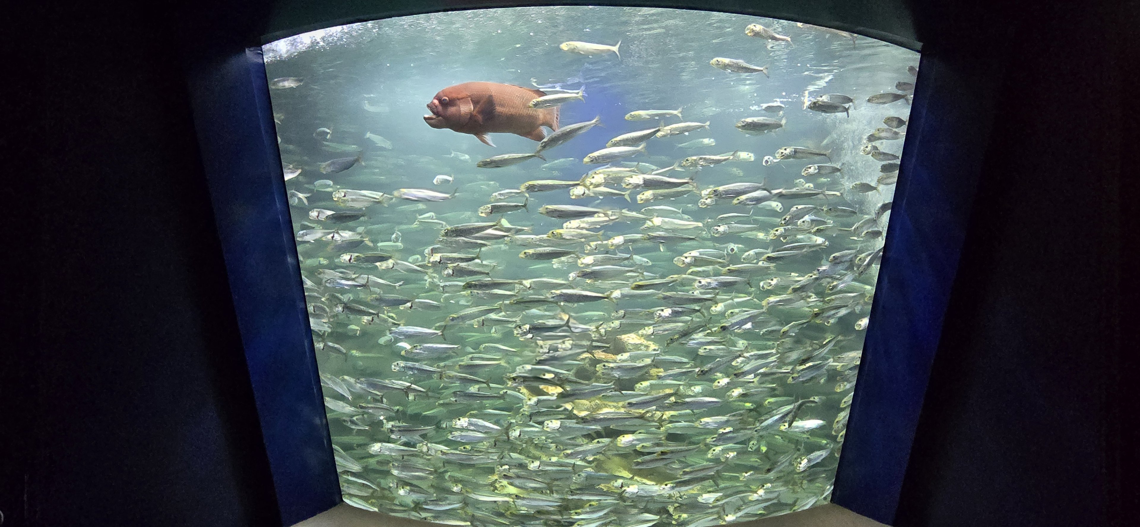 Spotlined sardines and bulgyhead wrasse