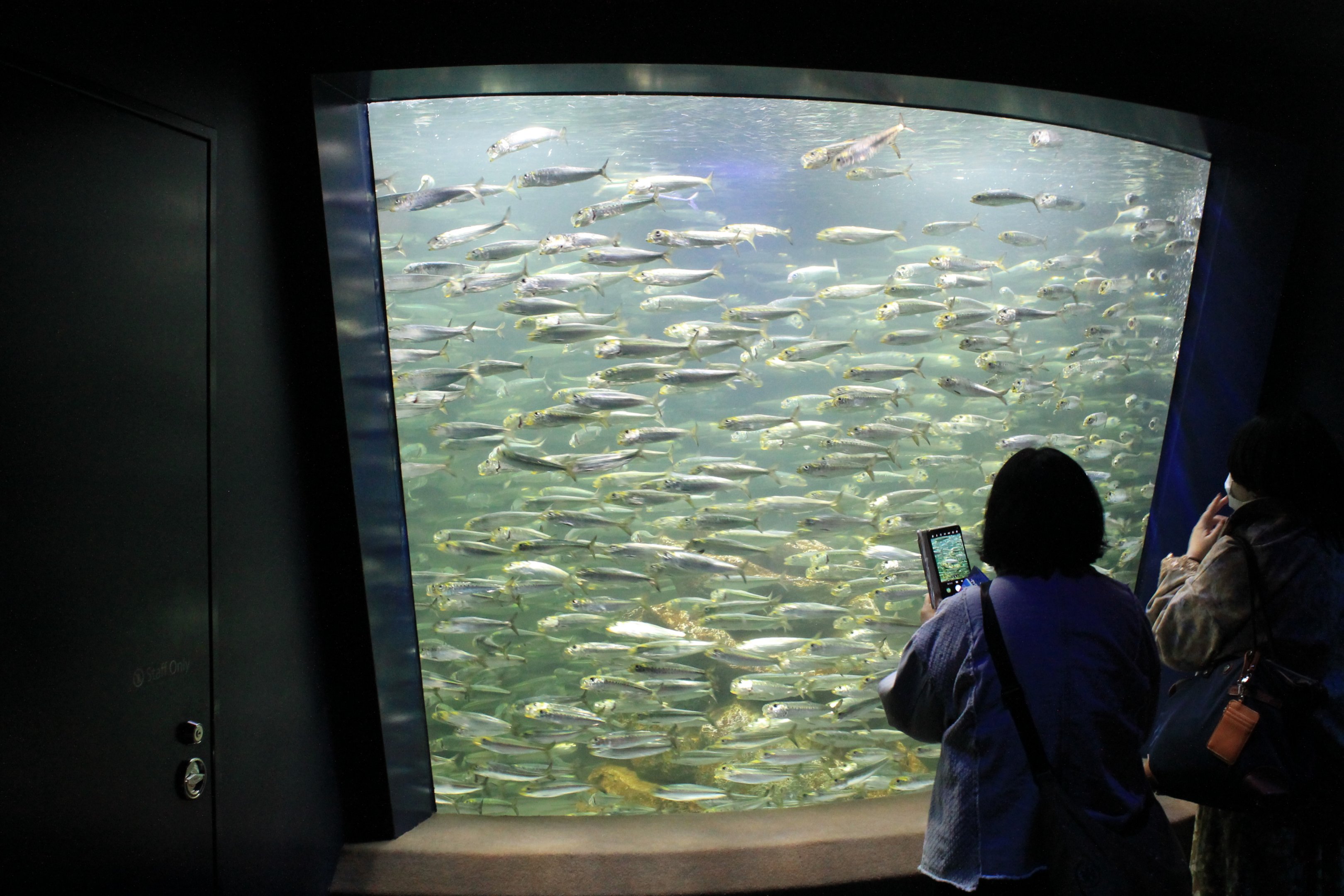 Spotlined Sardines (Sardinops sagax melanostictus)