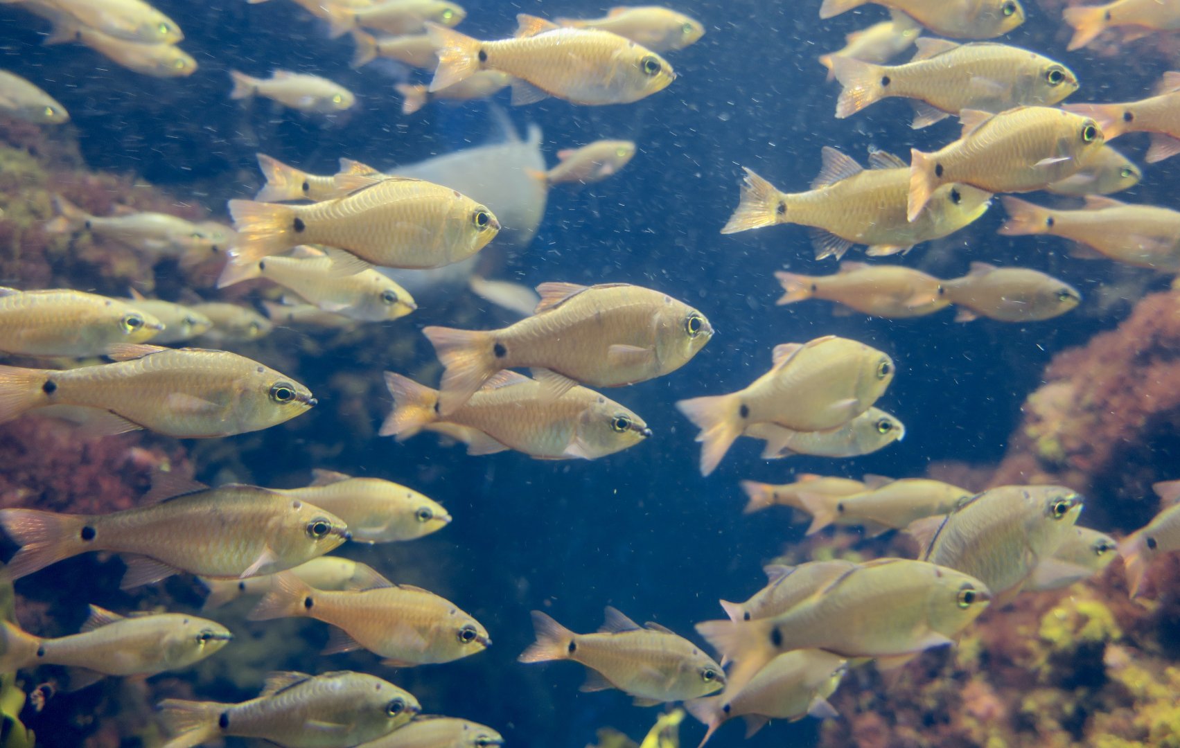 Spotnape Cardinalfish (Ostorhinchus notatus)
