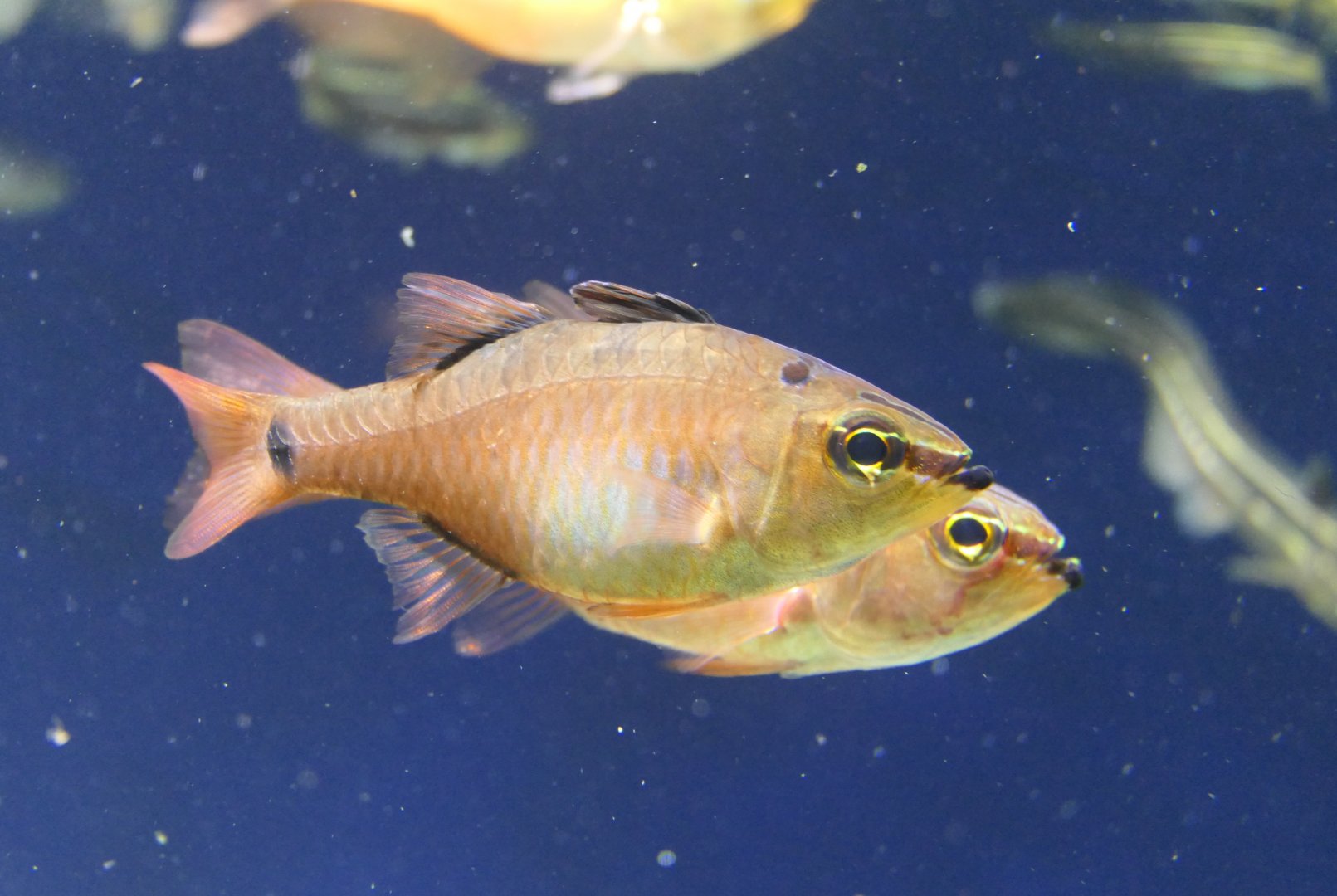 Spotnape Cardinalfish (Ostorhinchus notatus)
