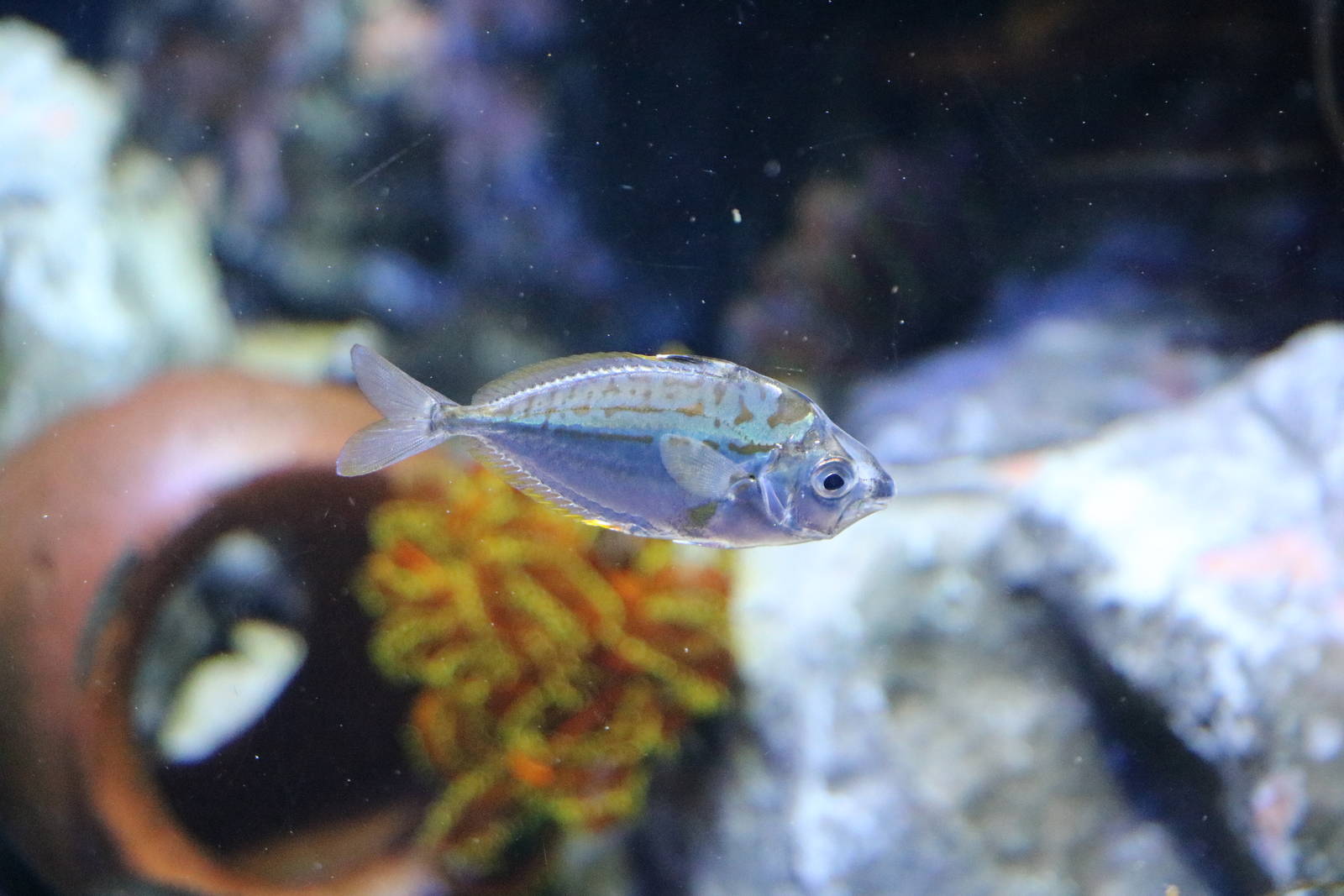 Spotnape ponyfish - Sunshine Aquarium Tokyo, February 2016