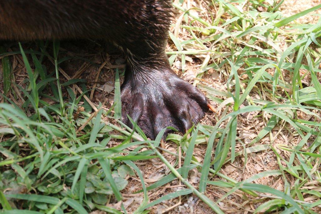 Spotneck Otter front foot