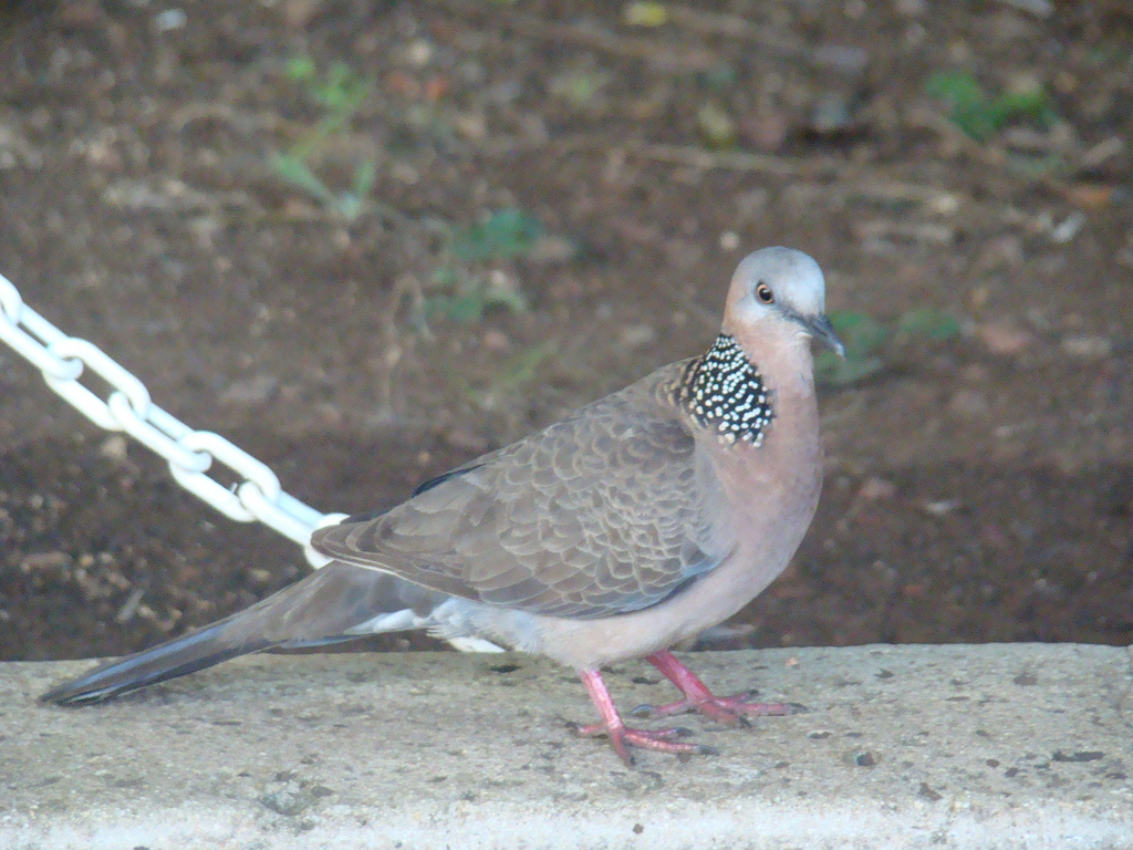 Spott-necked Dove in O'ahu, Hawai'i