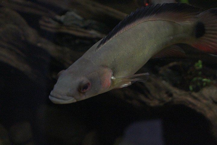 Spottail pike cichlid (Lugubria lugubris)