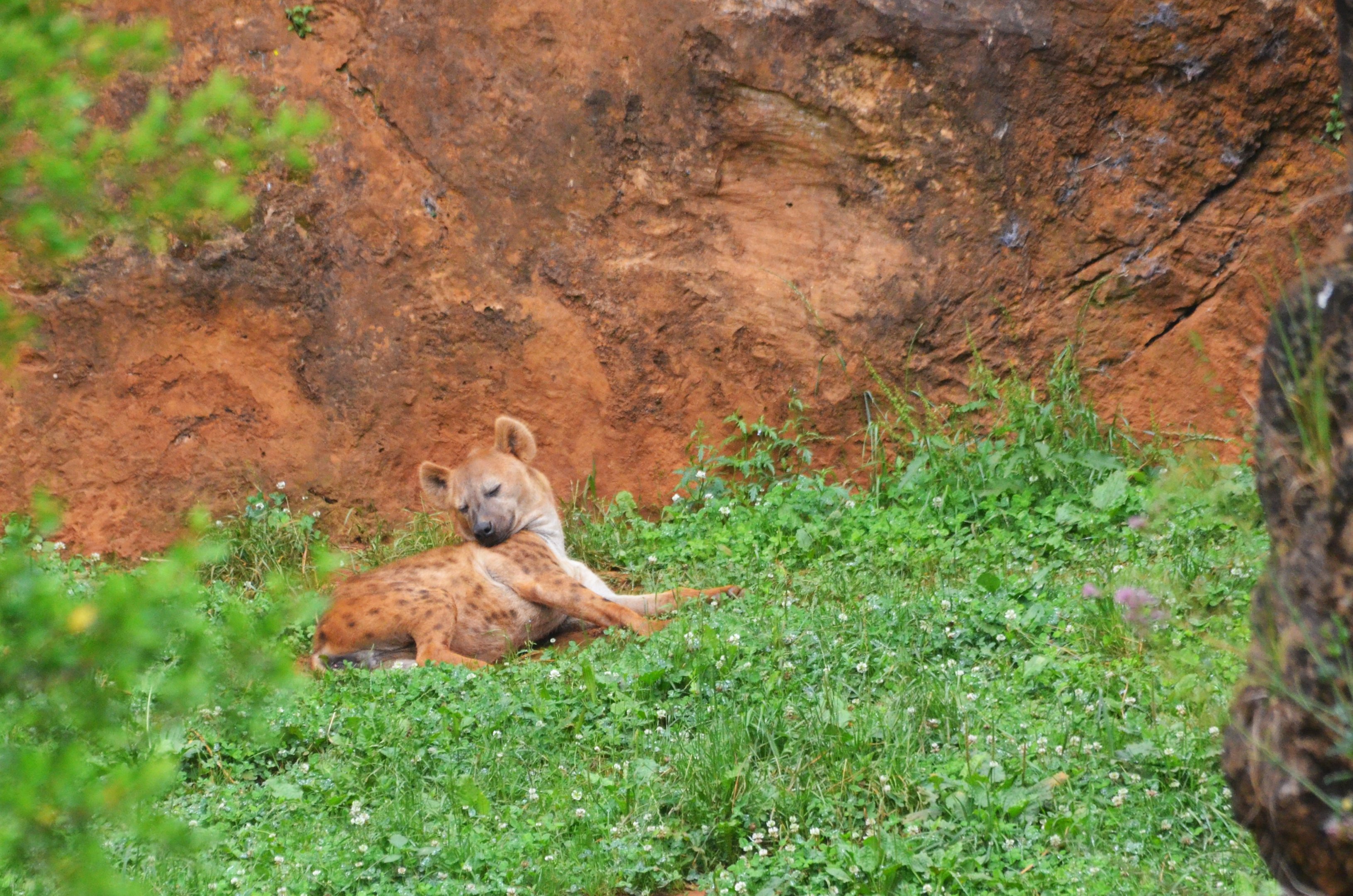 Spotte Hyaena at Cabarceno, 08/07/17