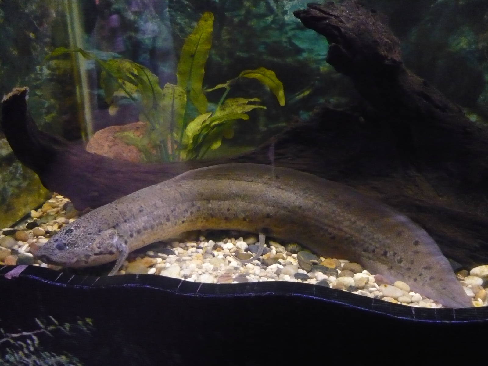 Spotted African lungfish (Protopterus dolloi)