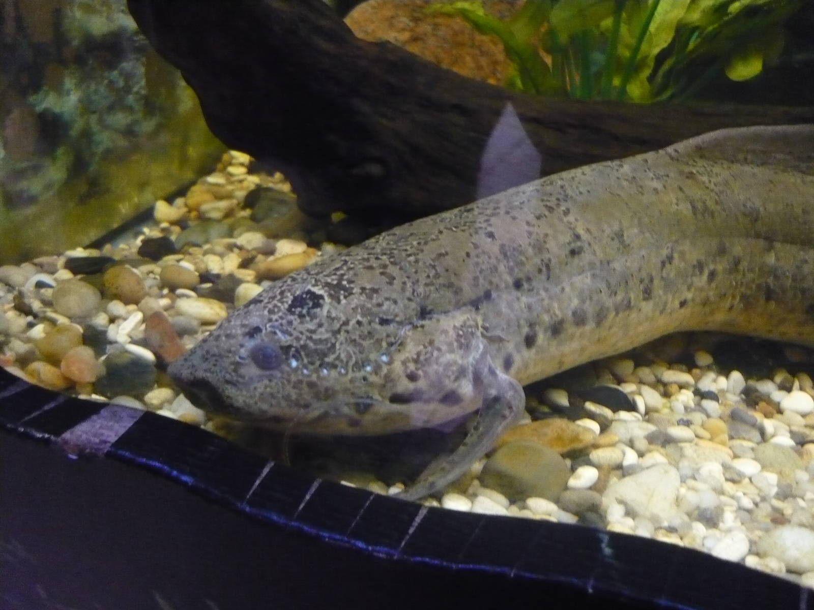 Spotted African lungfish (Protopterus dolloi)