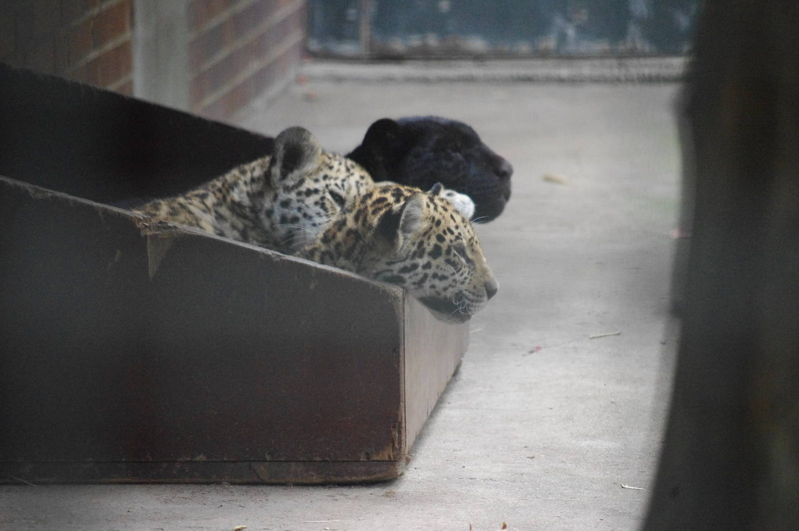 Spotted and black Jaguar Cubs