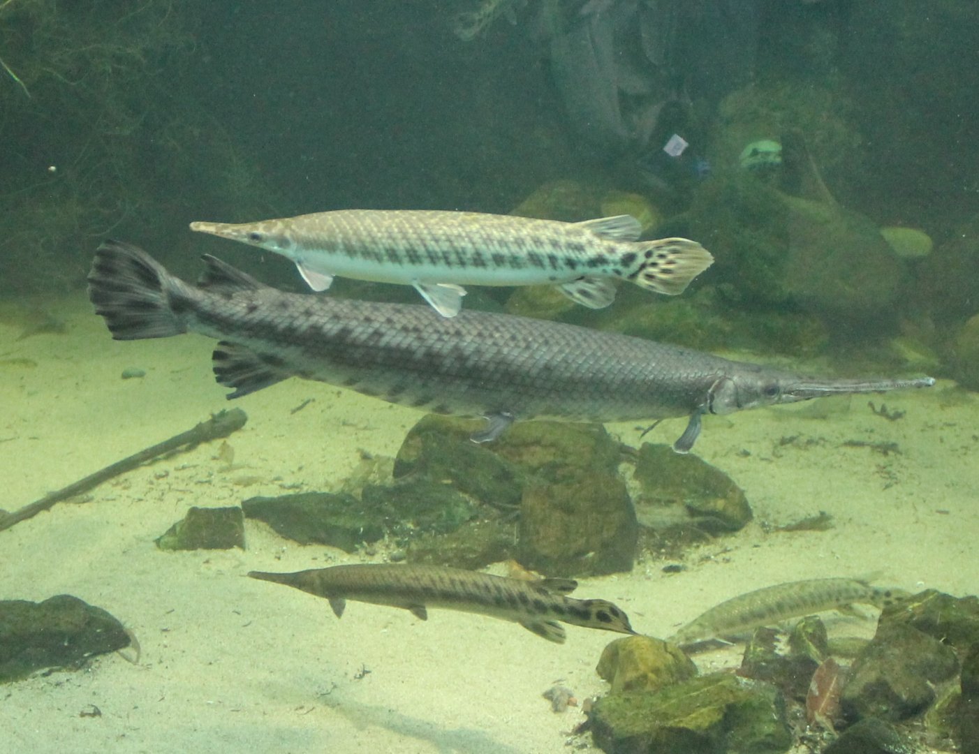 Spotted and Long-nose gars
